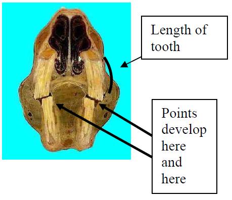 Positioning of points in a horse's mouth.