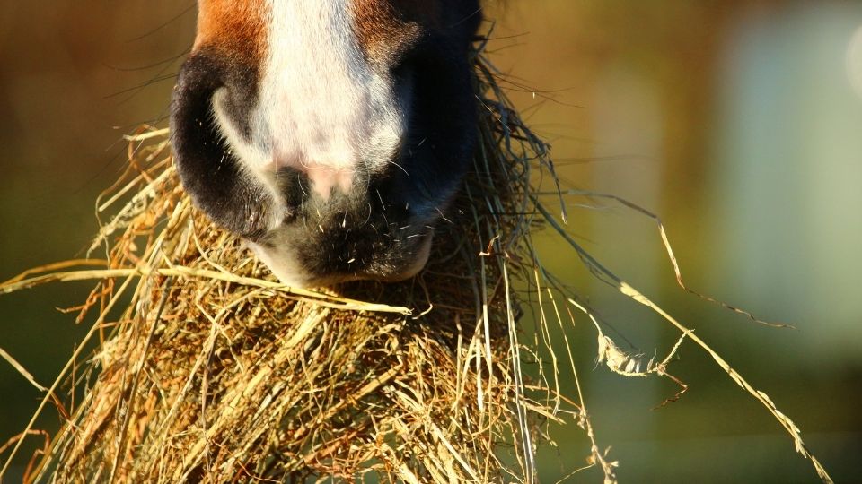 Equine Nutrition: Forages
