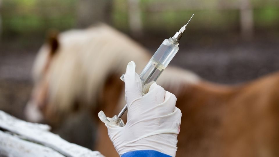 Equine Immunity, Vaccination Guidelines, and Recommendations