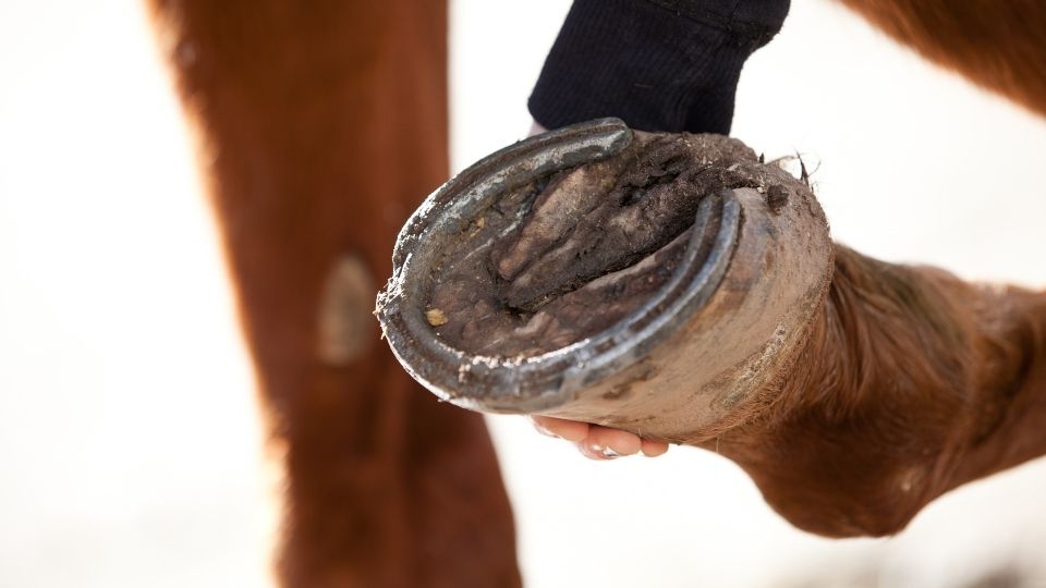 Foal Hoof Care: When and How Often to Trim?