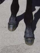 pointed front hooves