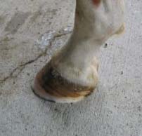 Lateral view –                  alignment of hoof                  and pastern.