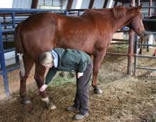 Checking horse for any signs of heat or swelling