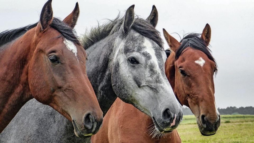Daily Horse Observations for Horse Owners