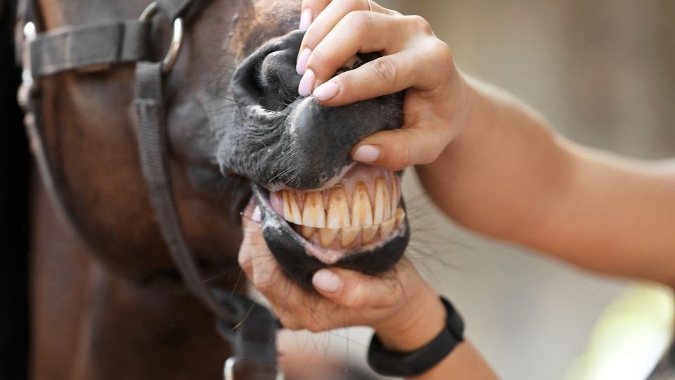 Aging Horses by Their Teeth