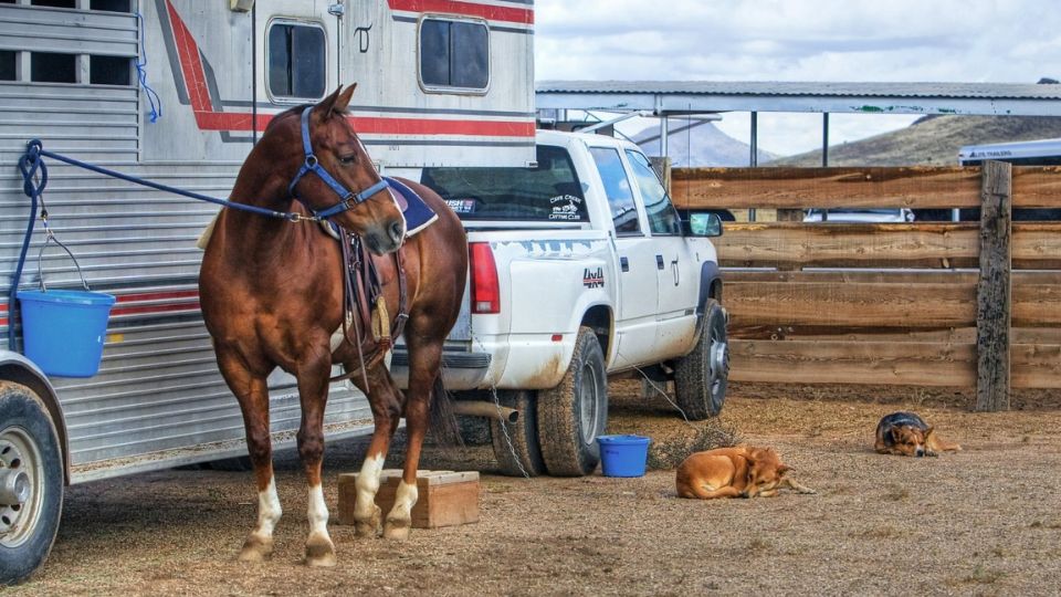 Utah Brand Inspections for Horses