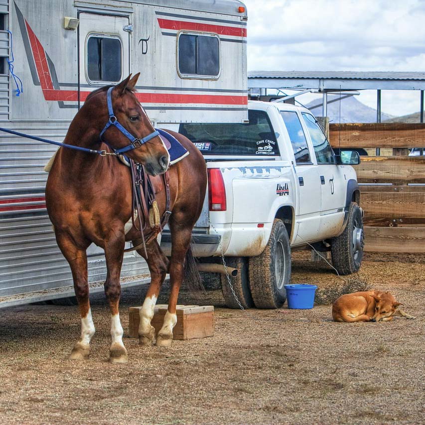 Horse at trailer