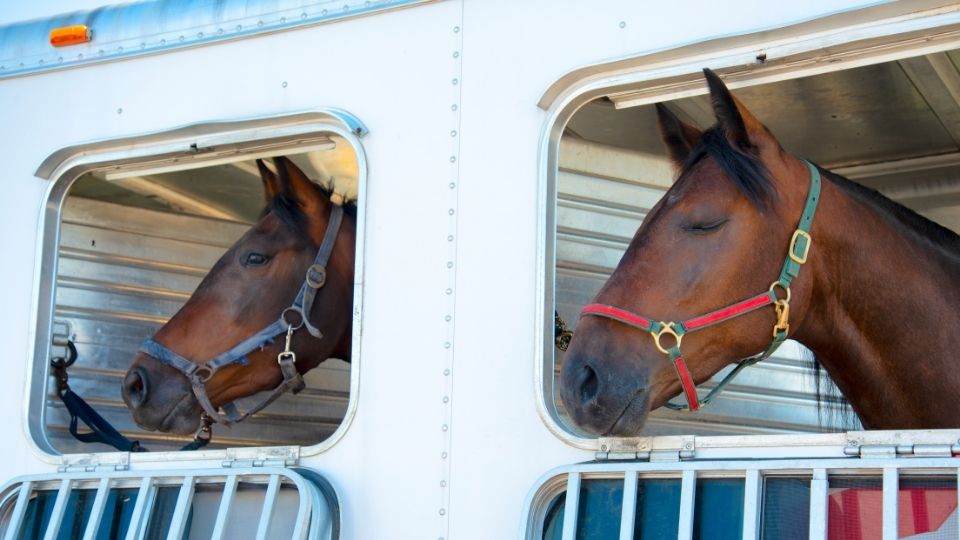 Intrastate and Interstate Travel Requirements for Horses