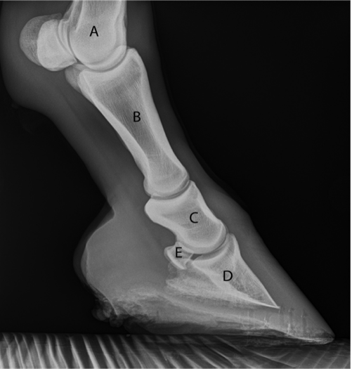 Equine Lower Limb Radiograph