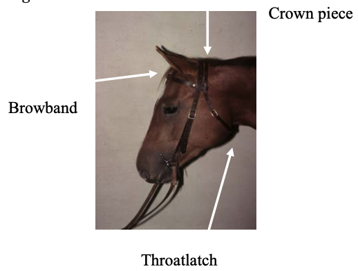 Browband, crown piece, and throatlatch