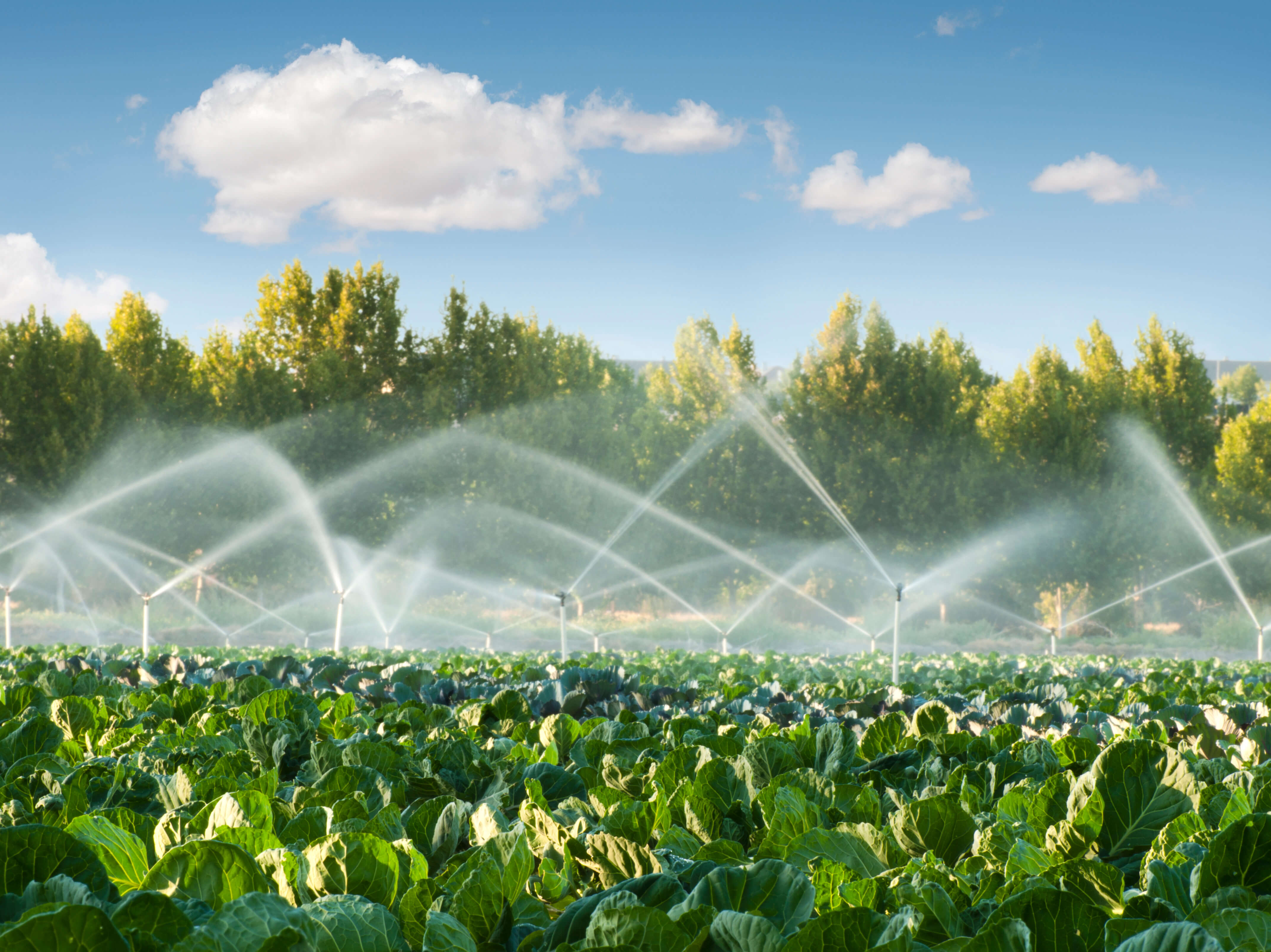 Irrigation in a feild full of green crops.