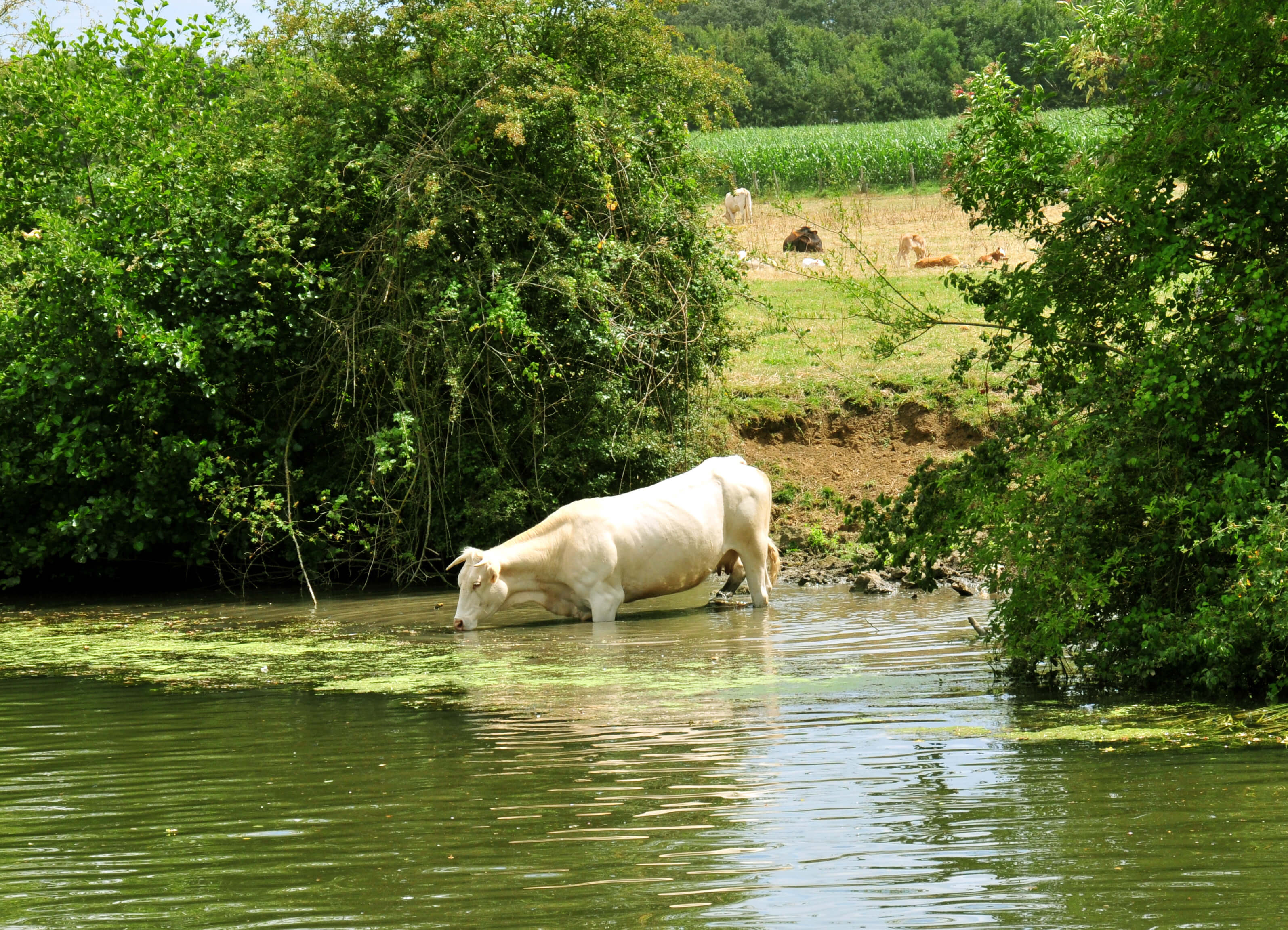 A cow in a body of water drinking from it.