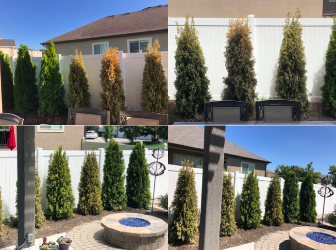 Collage of arborvitae trees in yard