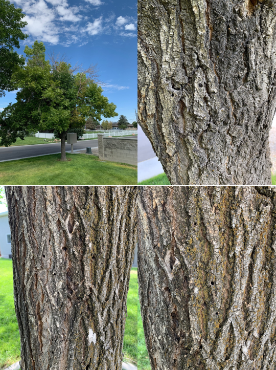 Green ash tree with ash borer collage