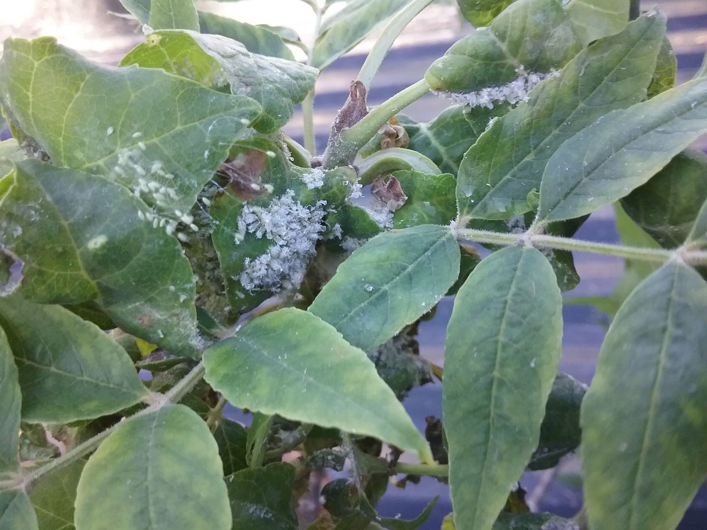 Ash tree leaves with white fuzzy critters