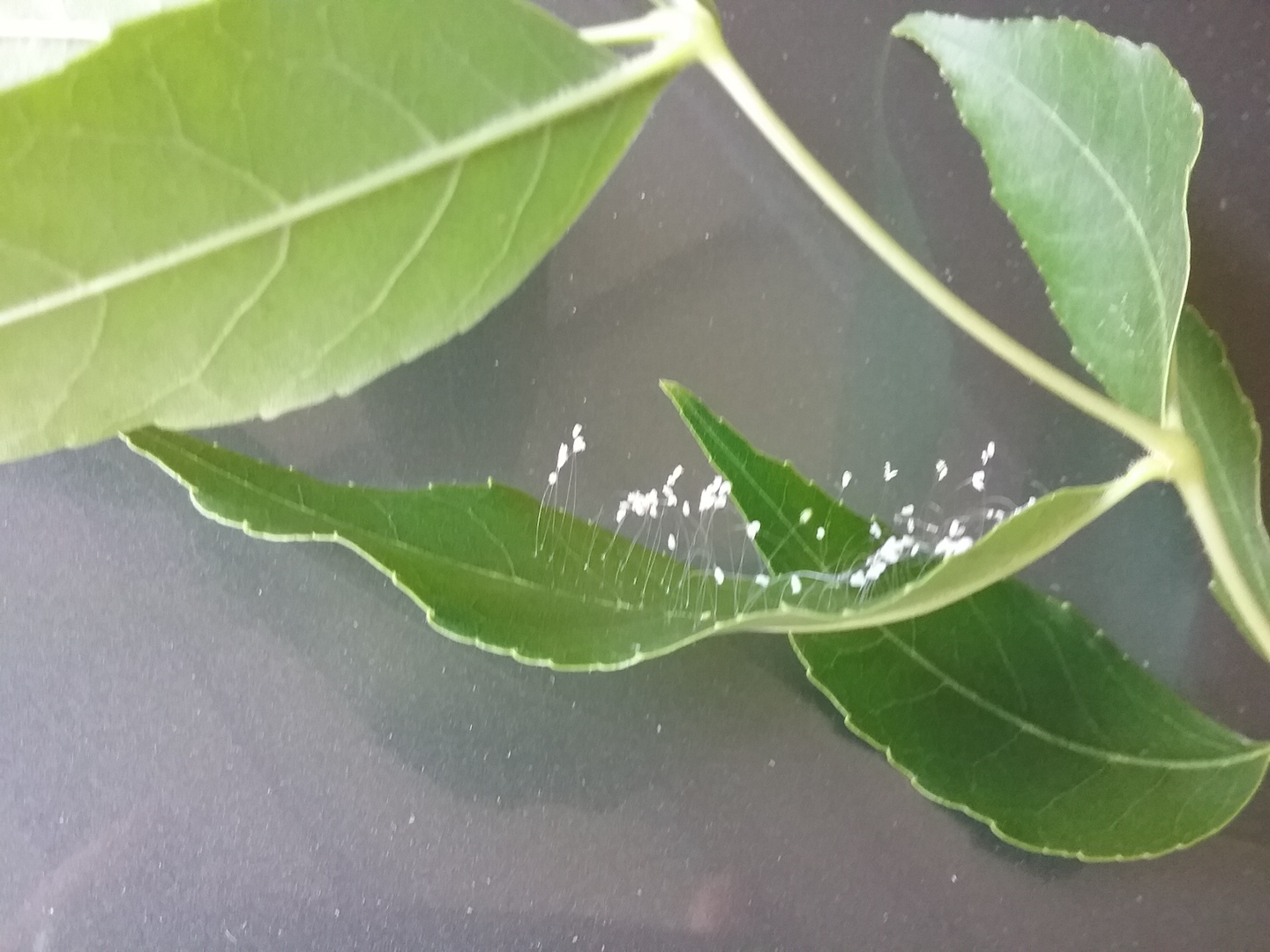 Ash tree leaf with white fuzzy critters