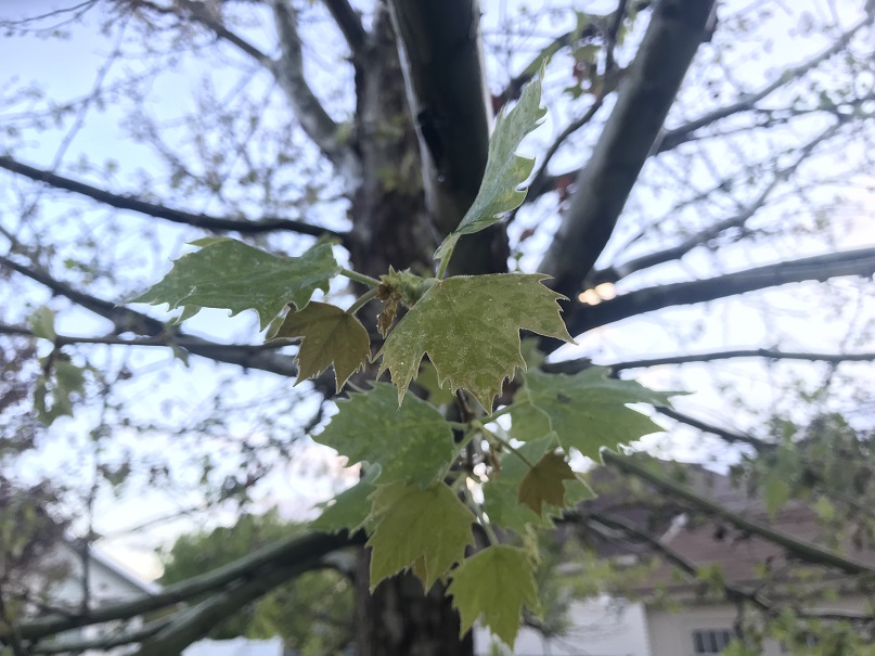 Infected tree leaves