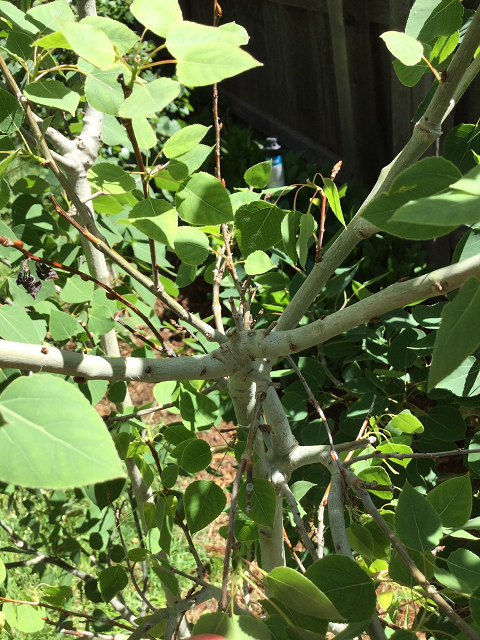 Small aspen splitting at main branch