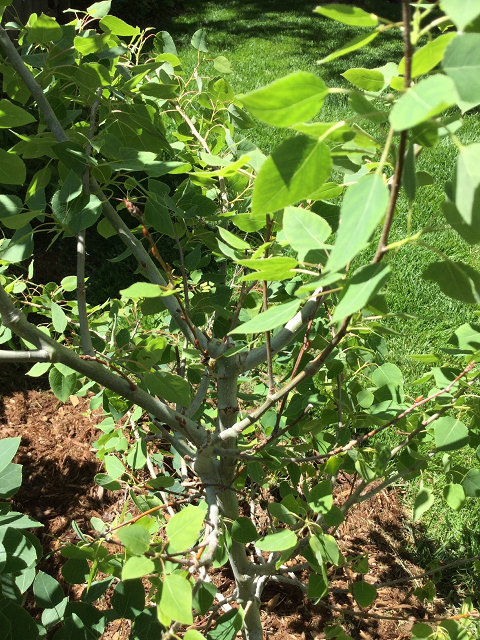 Small aspen branch splitting