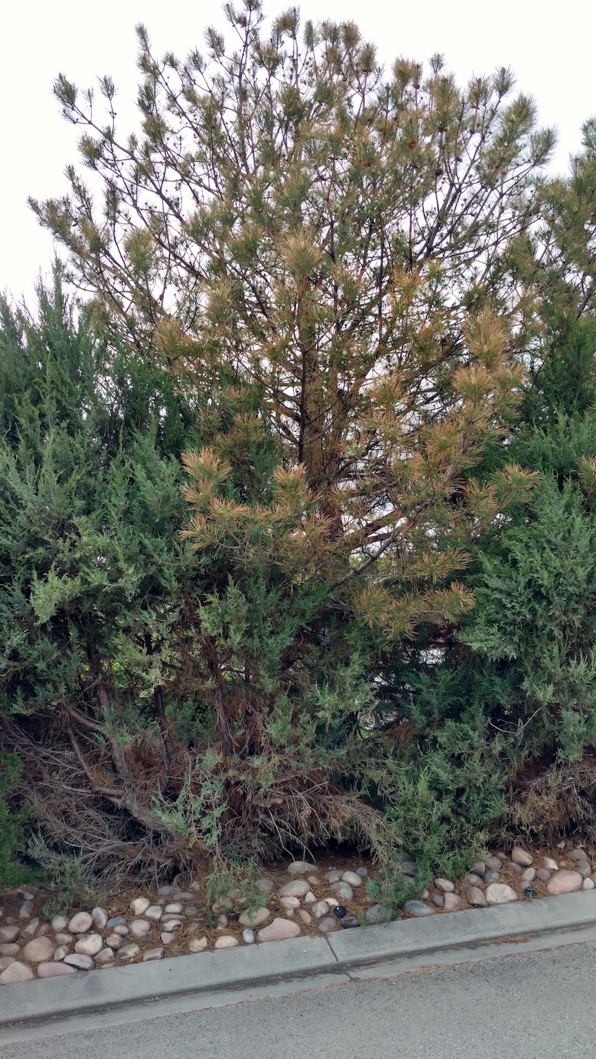 Austrian Pine tree with yellowing needles