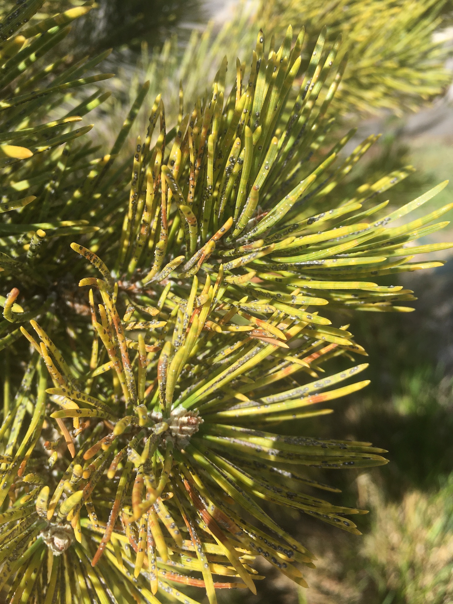 Yellow and Brown Pine needles with pine scale