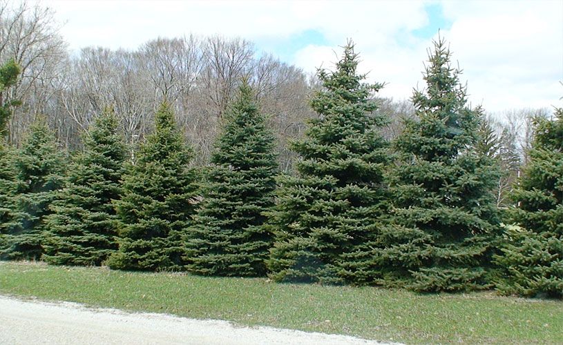 Blue spruce trees lined up creating a windbreak