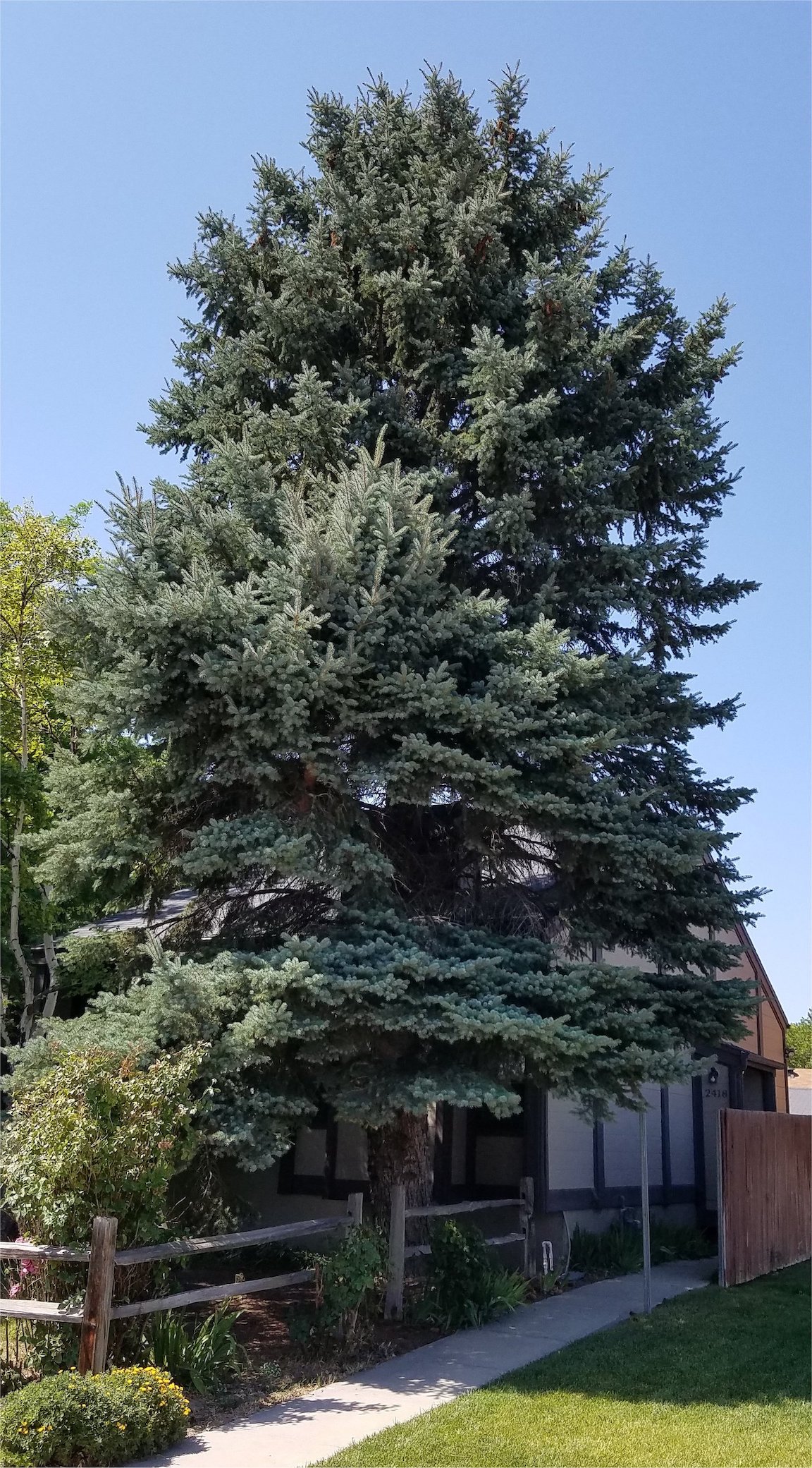 Blue Spruce in front of house