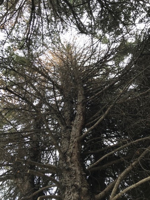 Blue Spruce Tree looking from base up to the sky