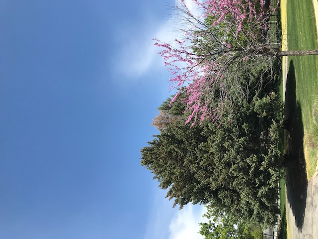 Blue Spruce full tree with small pink tree