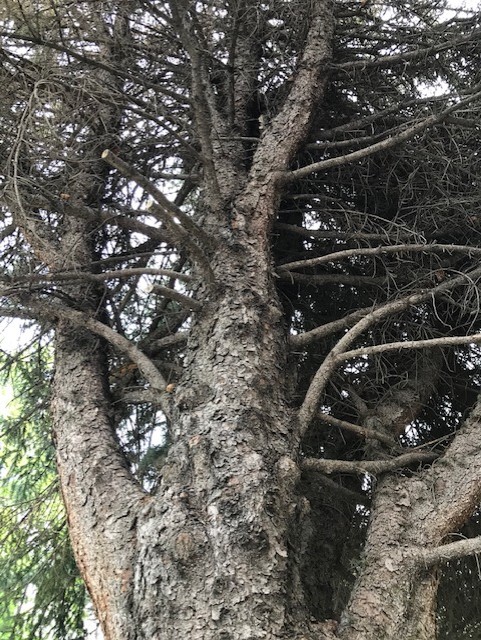 Blue Spruce Tree Trunk close-up