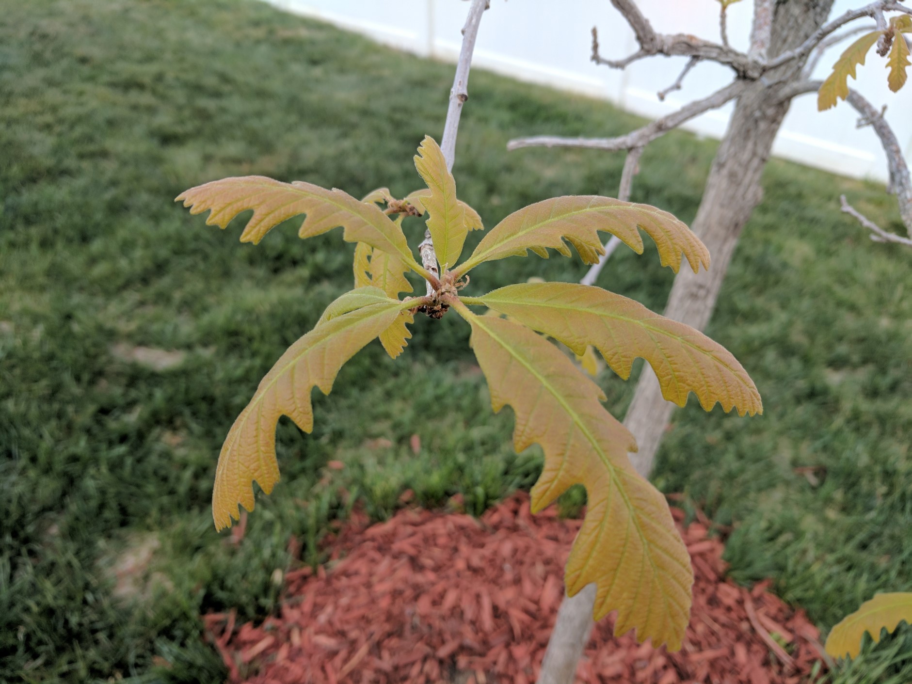 Bur Oak leaves yellow and green