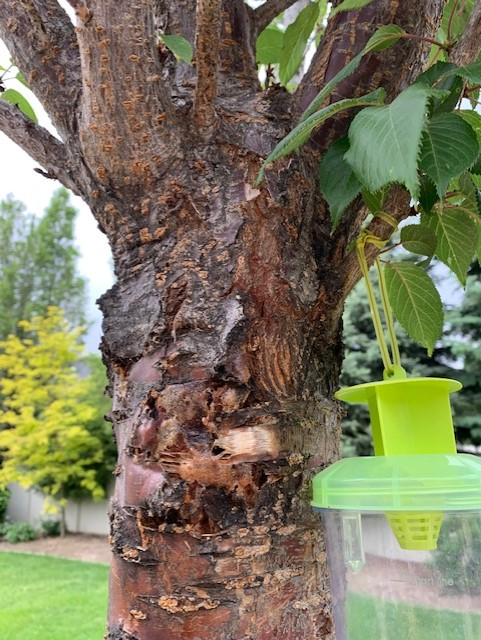 Kwanzan Cherry trunk with canker