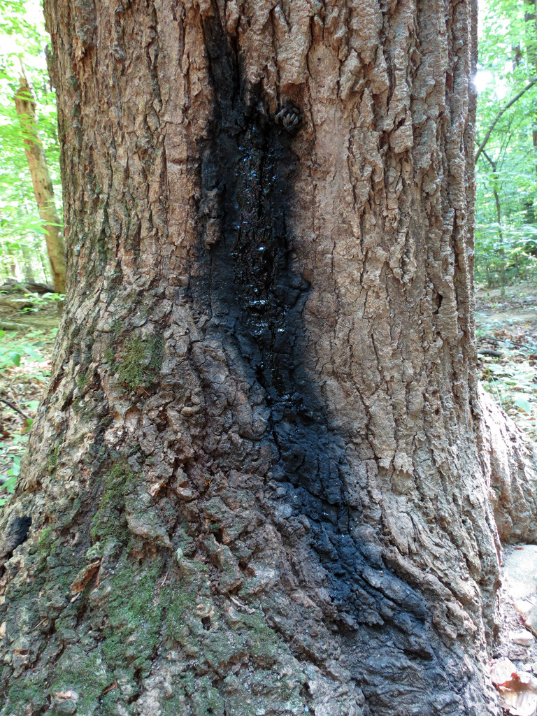 Siberian Elm with slime flux near trunk base