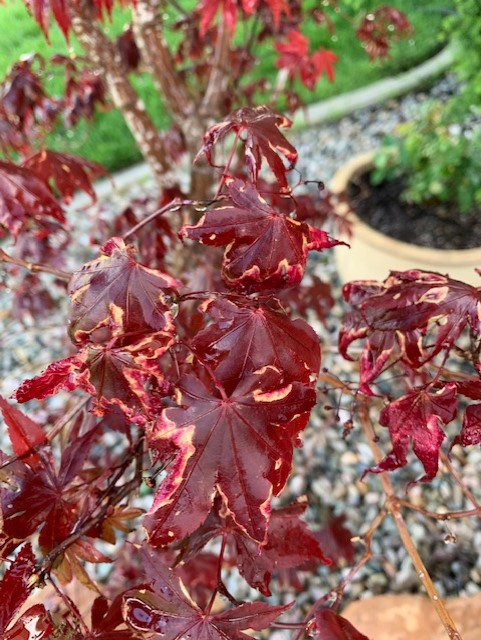Frost damage on Japanese maple leaves