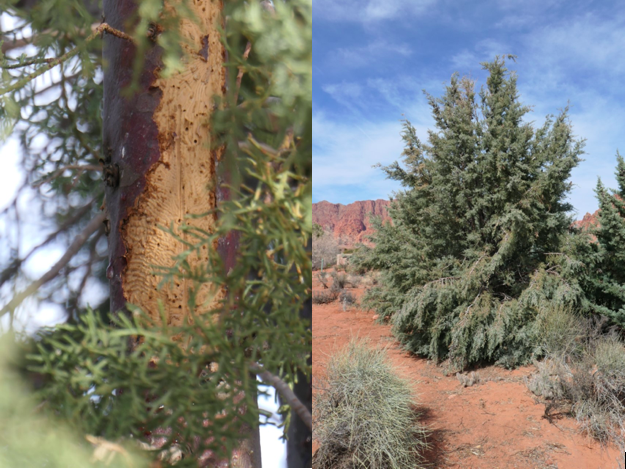 Juniper tree collage with bark beetle