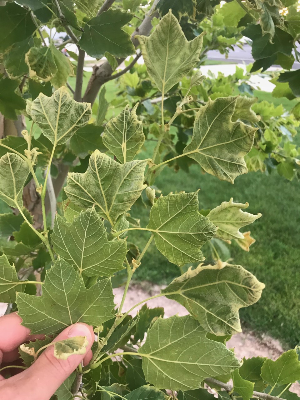 London Planetree leaves with yellow curling edges