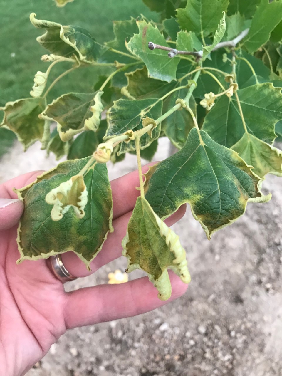 London Planetree leaves with yellow, holey centers