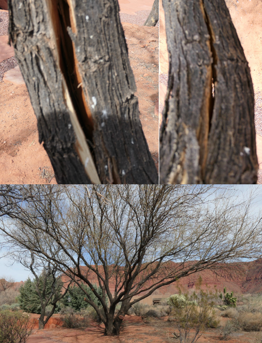 Mesquite Tree collage with split trunk