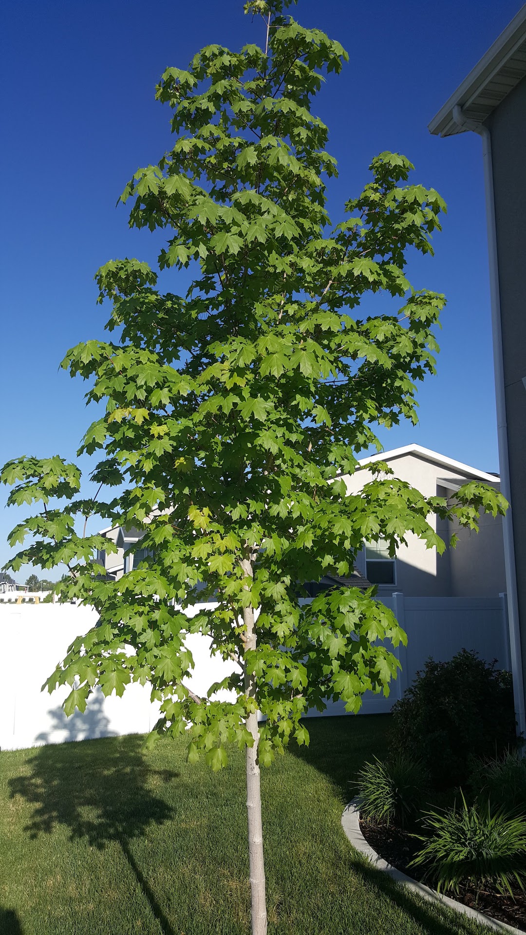 Norway Tree 