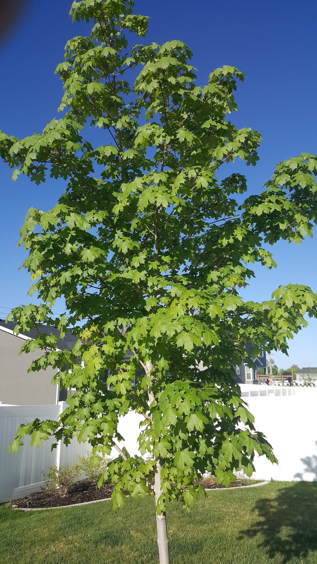 Norway Tree profile