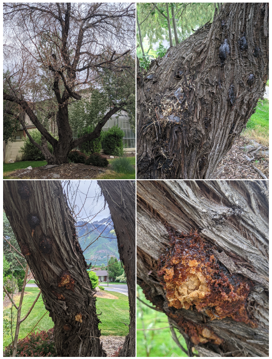 Olive tree canker from various views