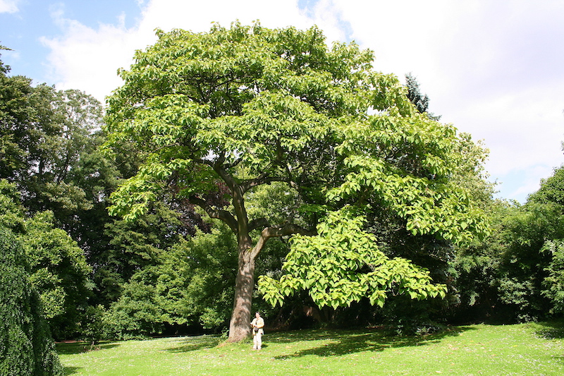 Paulownia Tree in yard