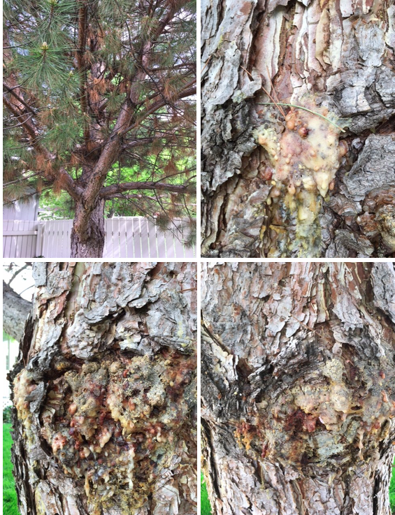 Pine tree damage on trunk with sappy material and beetles