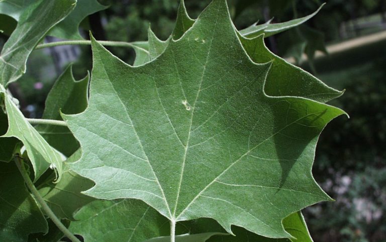 Sycamore tree leaf