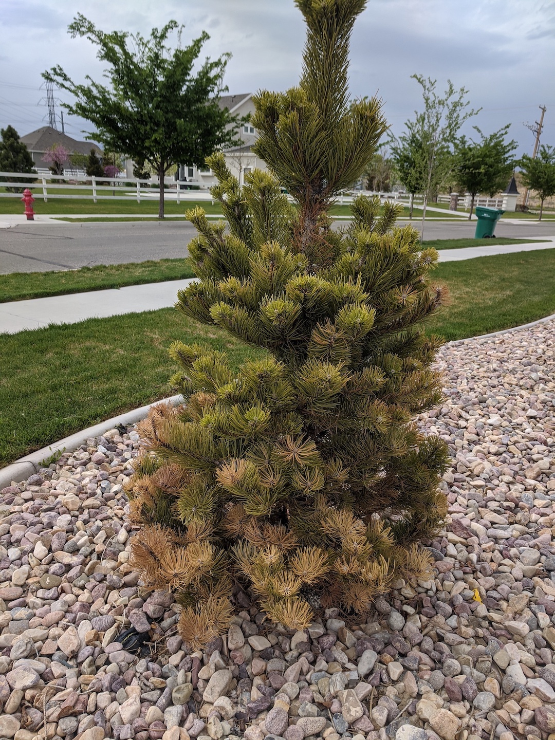 Small pine tree with browning needles at base