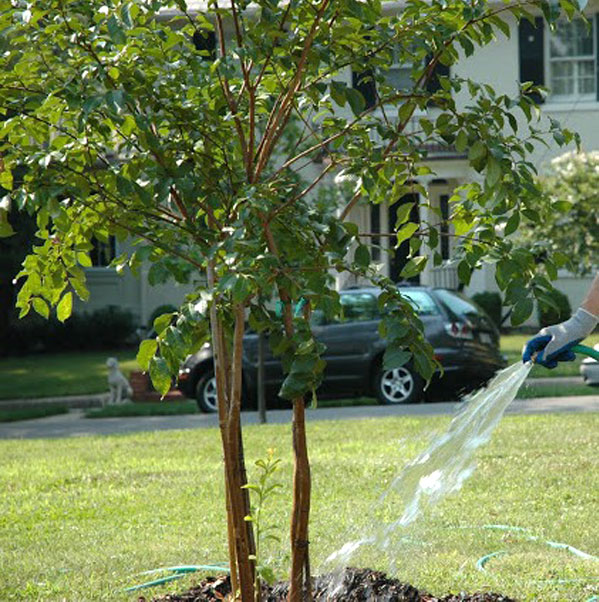 Tree being watered with a hose