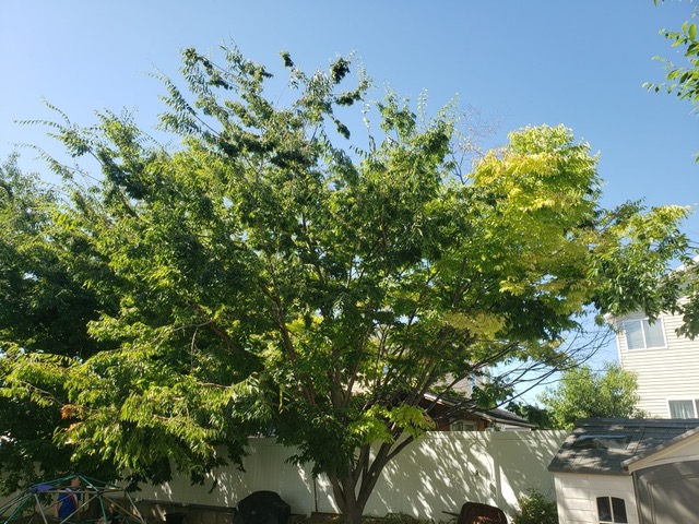 Zalkova Tree in yard