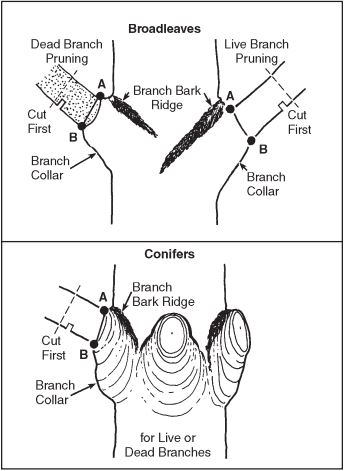 Diagram showing where to make pruning cuts on broadleaves and conifers. The instructions contained in this diagram are found in the two paragraphs immediately following this diagram.
