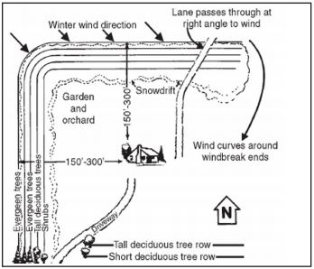 Diagram of a typical dense farmstead for north to west winter wind direction. A house is located at the center of the diagram with an arrow pointing straight up indicating the orientation of north. Along the left edge and upper edge of the diagram are trees planted closely together serving as a windbreak. The first row of windbreak trees, located farthest from the house, are evergreen trees. The second, third, and fourth rows, each located successively closer to the house are, respectively, more evergreen trees, tall deciduous trees, and shrubs. The distance from the house to the first row is anywhere from 150 to 300 feet. Snowdrift is found along the inside edge of the fourth row. A garden and orchard is located in the upper lefthand corner of the diagram nestled along the inside corner of the windbreak. A driveway goes from the lower lefthand corner to the house. Along the bottom edge of the diagram are a row of tall deciduous trees adjacent to a row of short deciduous trees. A lane going from the house to the upper righthand corner cuts through the windbreak at a right angle to the direction of the wind. In the upper righthand corner, an arrow indicates that wind curves around where the windbreak ends.