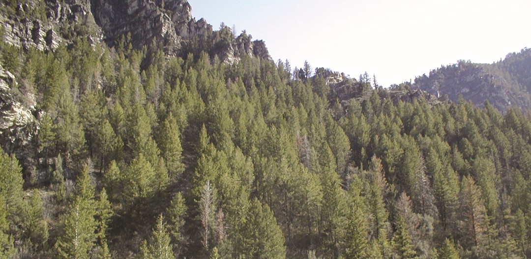 Douglas-fir type forest